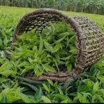 چای بهاره لاهیجان